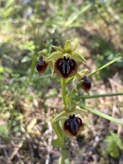 Ophrys sphegodes aesculapii