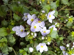 Veronica peduncularis