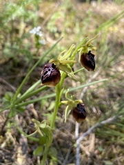Ophrys sphegodes aesculapii