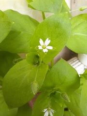 Stellaria neglecta