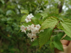 Viburnum phlebotrichum