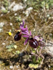 Ophrys ferrum-equinum