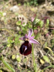 Ophrys ferrum-equinum