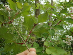 Viburnum phlebotrichum