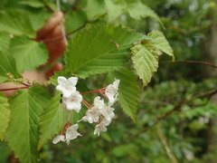 Viburnum phlebotrichum