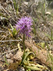 Orchis italica