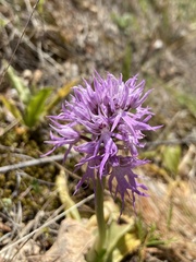 Orchis italica