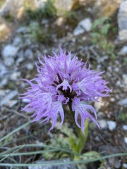 Orchis italica