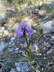 Orchis italica