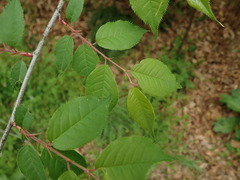 Prunus grayana