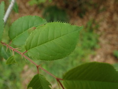 Prunus grayana