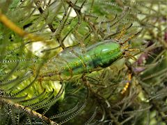 Synalpheus stimpsonii