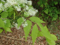 Fraxinus lanuginosa