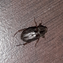 Faula centralis
