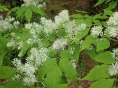 Fraxinus lanuginosa