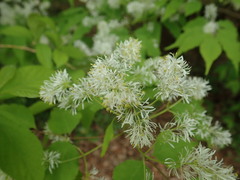 Fraxinus lanuginosa