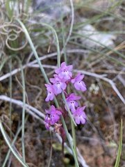 Orchis quadripunctata