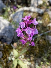 Orchis quadripunctata