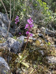 Orchis quadripunctata