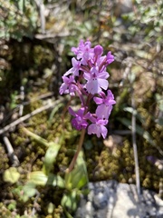 Orchis quadripunctata