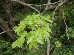 Staphylea japonica