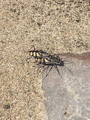 Chaetodera regalis