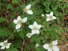 Rubus hirsutus