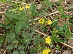 Potentilla freyniana