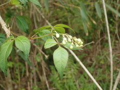 Staphylea bumalda