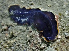 Pseudobiceros hancockanus