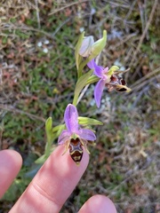 Ophrys oestrifera minuscula