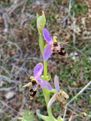 Ophrys oestrifera minuscula