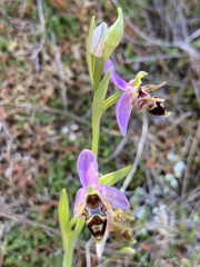 Ophrys oestrifera minuscula