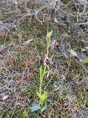 Ophrys oestrifera minuscula