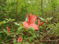 Rhododendron kaempferi kaempferi