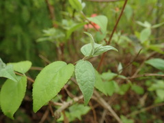 Rhododendron kaempferi kaempferi
