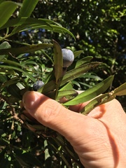 Podocarpus elatus