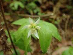 Disporum smilacinum