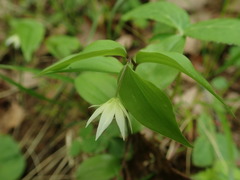Disporum smilacinum