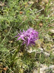 Orchis italica