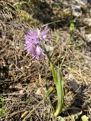 Orchis italica