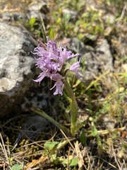 Orchis italica