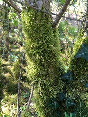 Brachythecium rutabulum
