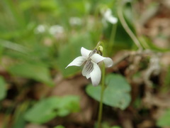 Viola arcuata
