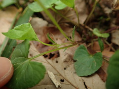 Viola arcuata