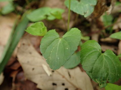 Viola arcuata