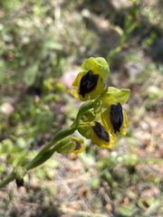 Ophrys lutea phryganae