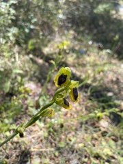 Ophrys lutea phryganae