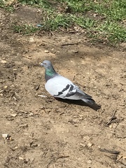 Columba livia