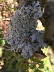 Parmelia sulcata